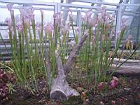 Sarracenia (fam Sarraceniacees) (01) (Photo F. Mrugala)